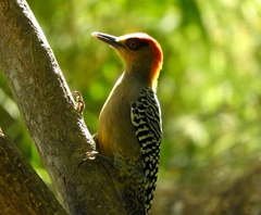 Melanerpes chrysogenys