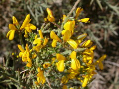 Genista scorpius