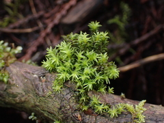 Dichodontium pellucidum