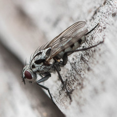 Anthomyia