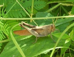 Schistocerca camerata