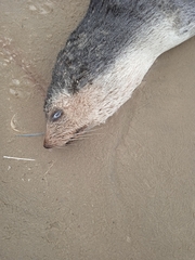 Arctocephalus tropicalis