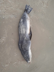 Arctocephalus tropicalis