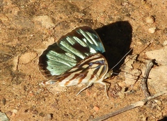 Dynamine postverta mexicana