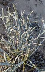 Cirsium pitcheri