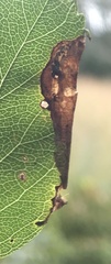 Lepidoptera