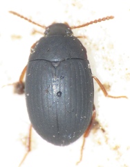 Platydema