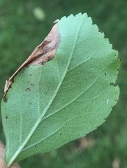 Lepidoptera