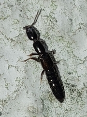 Xantholinus