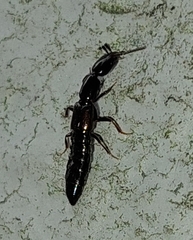 Xantholinus