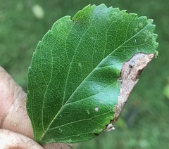 Lepidoptera