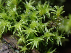 Dichodontium pellucidum