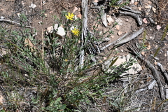 Crepis acuminata