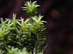 Dichodontium pellucidum