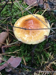 Cortinarius triumphans
