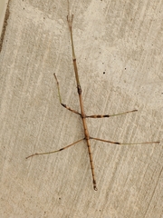 Diapheromera femorata