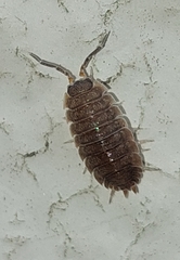 Porcellio scaber
