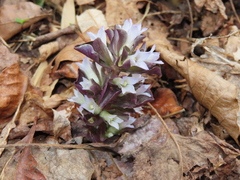 Obolaria virginica