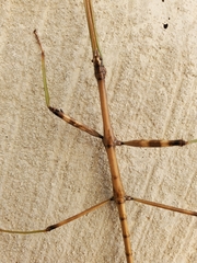 Diapheromera femorata