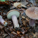 Violet Gray Bolete - Photo (c) tombigelow, some rights reserved (CC BY-NC), uploaded by tombigelow