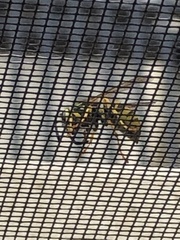 Vespula pensylvanica
