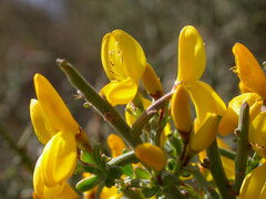 Genista scorpius