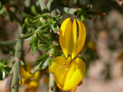 Genista scorpius