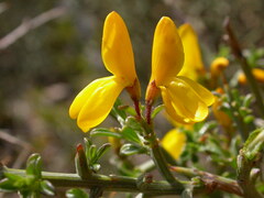 Genista scorpius