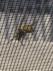 Vespula pensylvanica