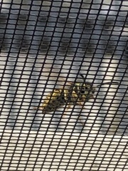 Vespula pensylvanica