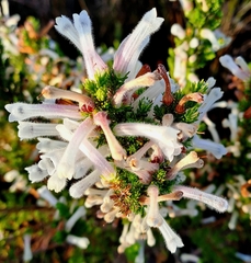 Erica perspicua
