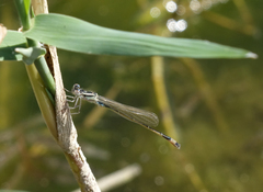 Ischnura elegans elegans