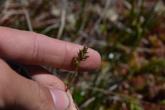 Carex echinata