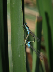 Ischnura elegans elegans