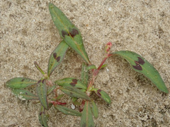 Persicaria lapathifolia