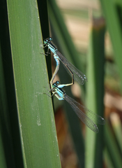 Ischnura elegans elegans