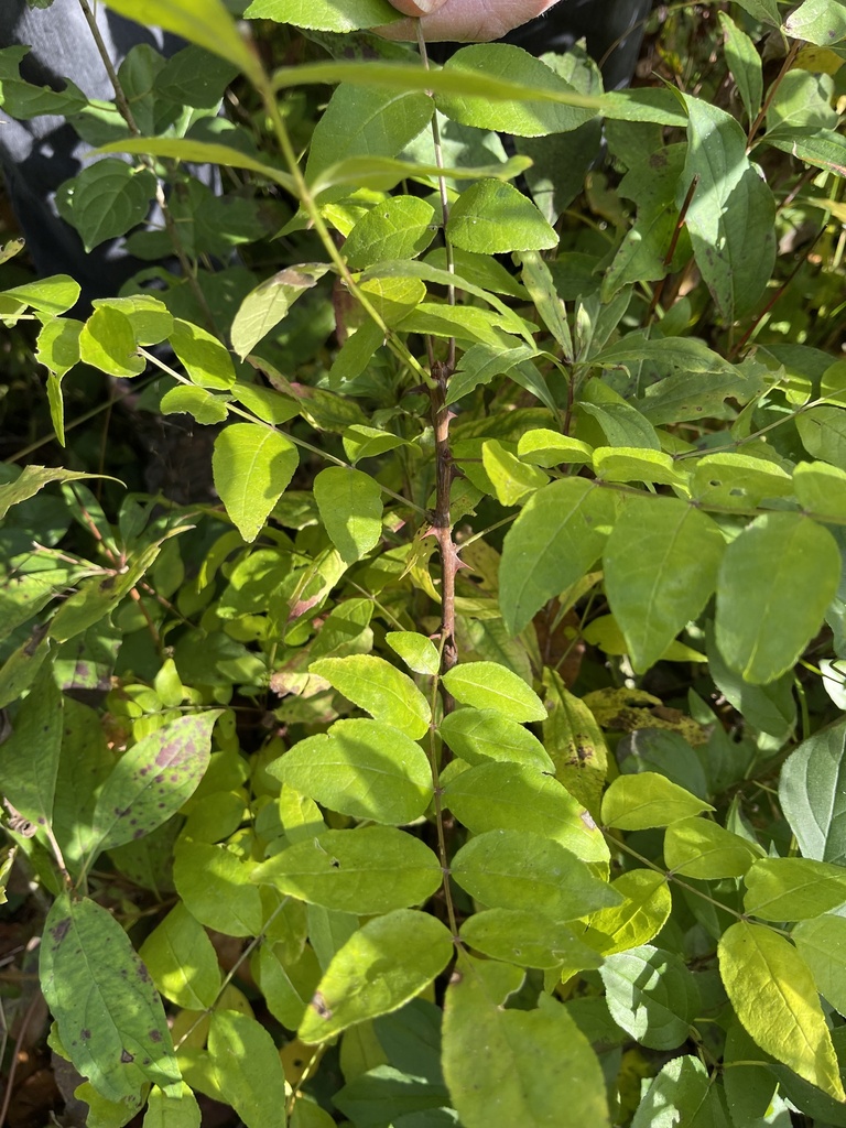 prickly ash from Eyota, MN, US on October 05, 2022 at 1038 AM by