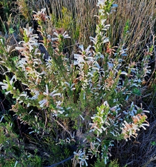 Erica perspicua