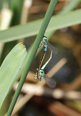 Ischnura elegans elegans