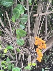 Verbenaceae