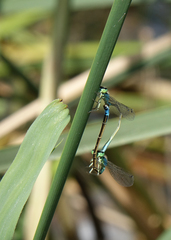 Ischnura elegans elegans