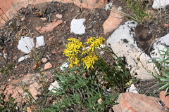 Senecio spartioides