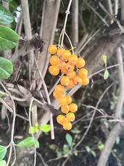 Verbenaceae