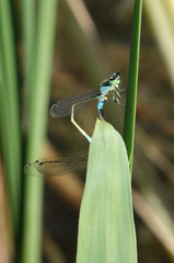 Ischnura elegans elegans