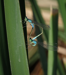 Ischnura elegans elegans