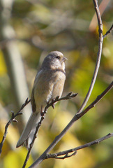 Carpodacus sibiricus