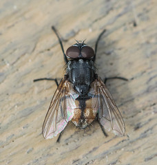 Musca autumnalis
