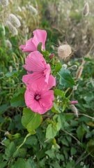 Malva trimestris