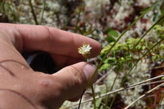 Triantha occidentalis