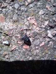 Proxys albopunctulatus